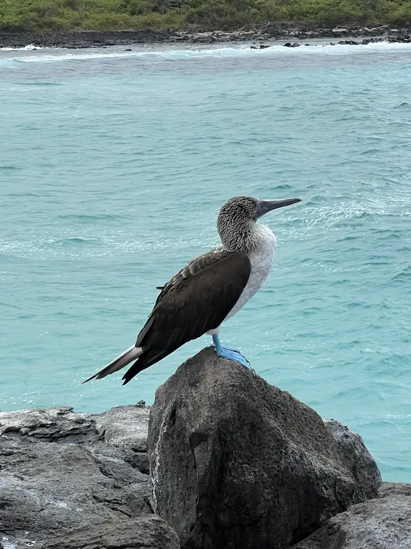 Oiseau boobies
